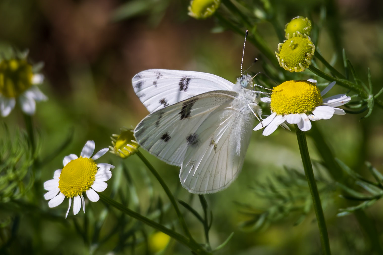 Checkered White | Pontia protodice | 20240527