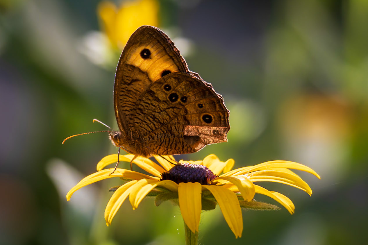 Common Wood-Nymph | Cercyonis pegala | 20230723