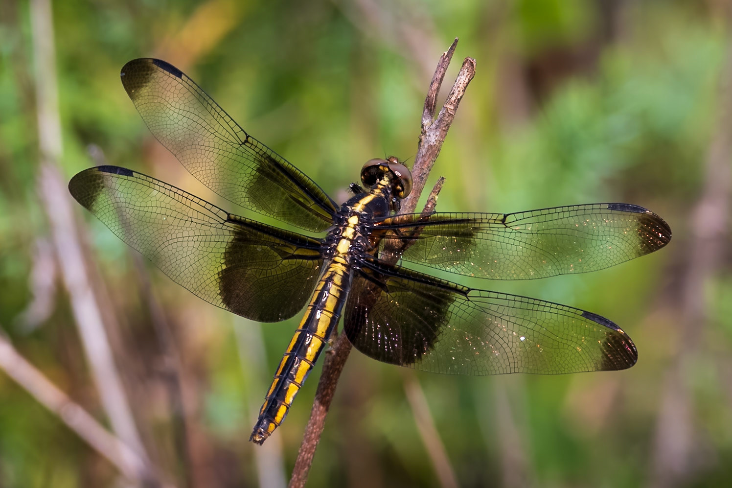 Widow Skimmer, Libellula luctuosa