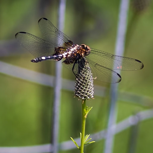 Checkered Setwing, Dythemis fugax