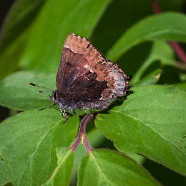 Henry’s Elfin | Callophrys henrici | 20220424