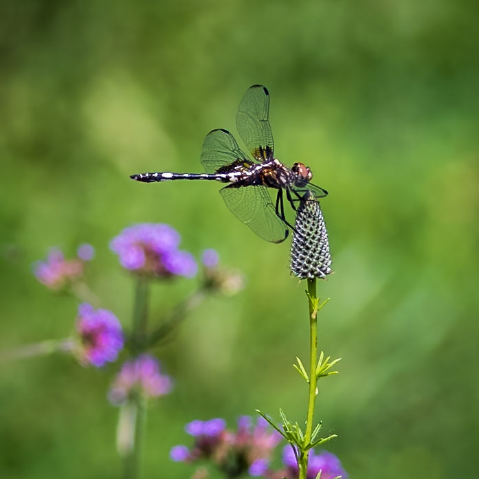 Checkered Setwing, Dythemis fugax