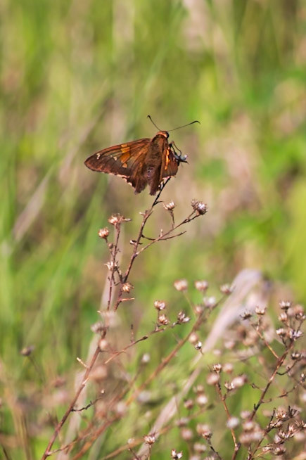 Silver-spotted Skipper | Epargyreus clarus | 20220512