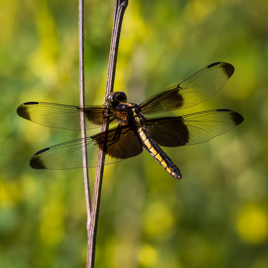 Widow Skimmer, Libellula luctuosa