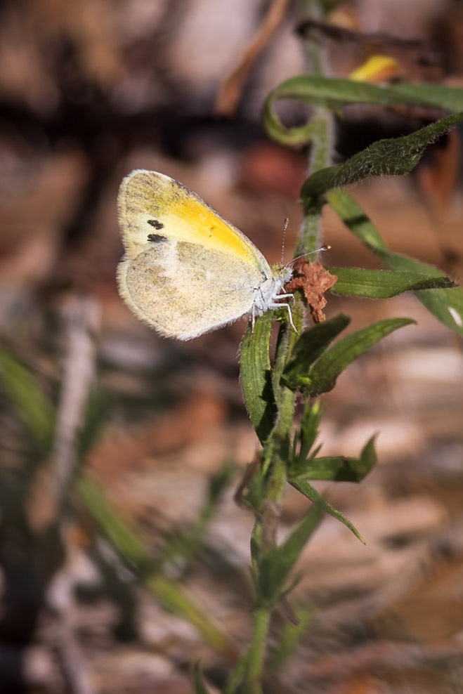 Dainty Sulphur | Nathalis iole | 20230828