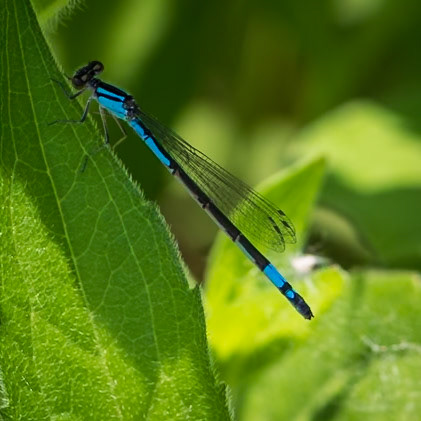 Double-striped Bluet, Enallagma basidens