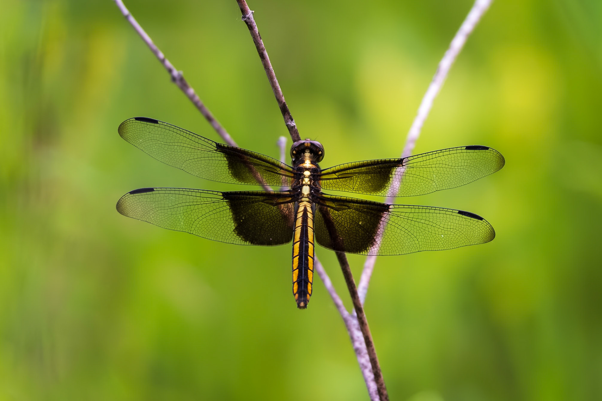 Widow Skimmer, Libellula luctuosa