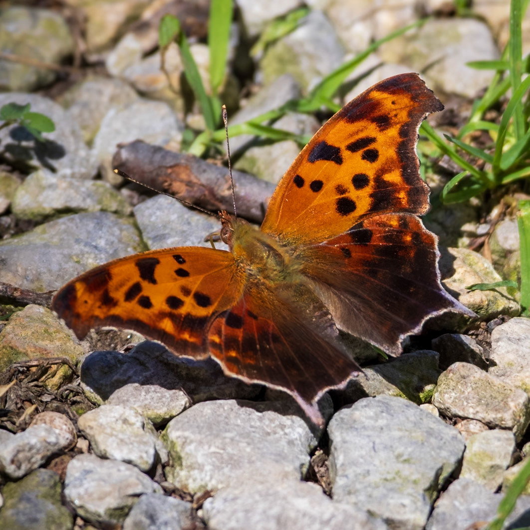 Question Mark | Polygonia interrogationis | 20240606