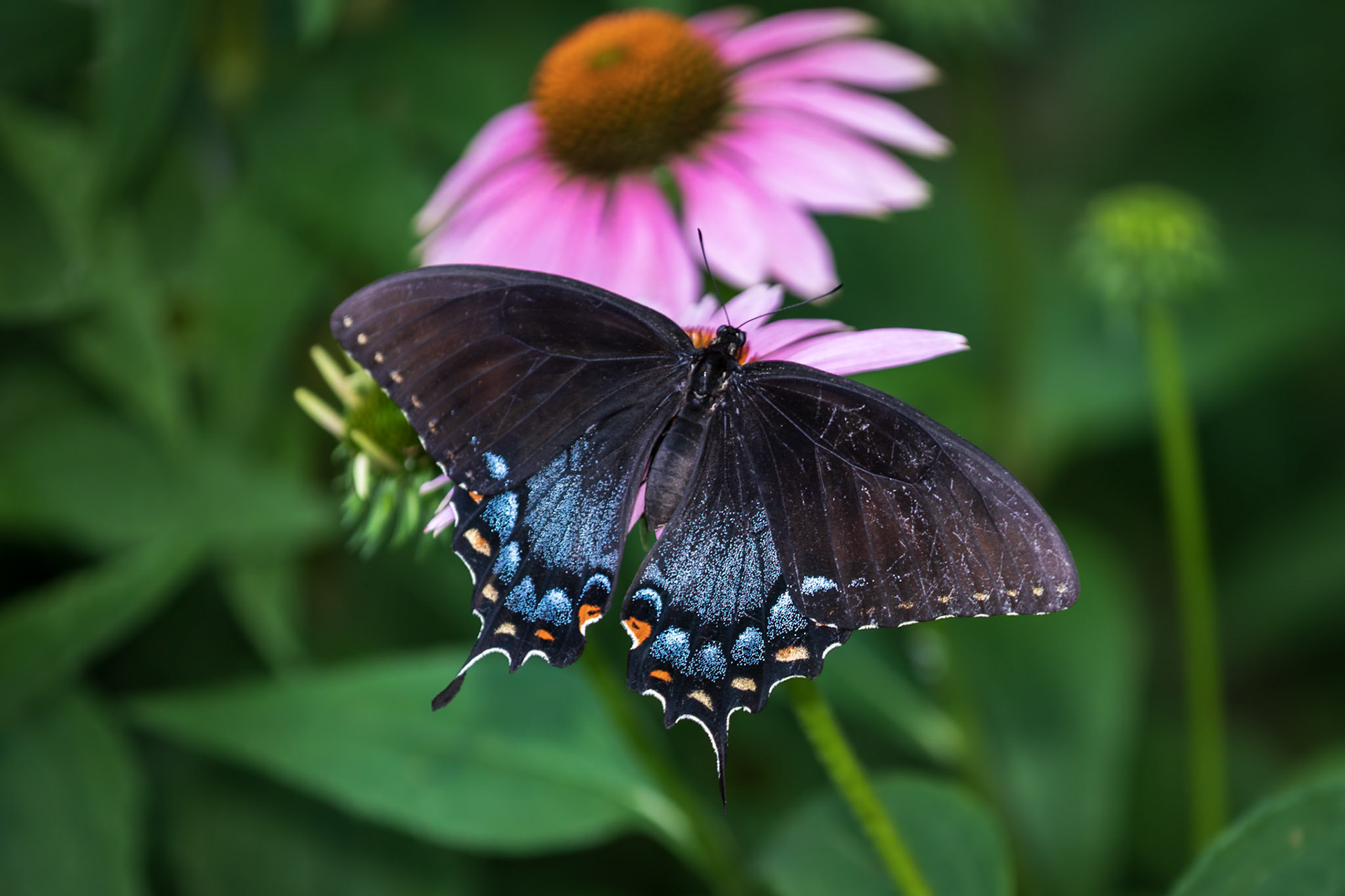 Eastern Tiger Swallowtail | Papilio glaucus | 20220706