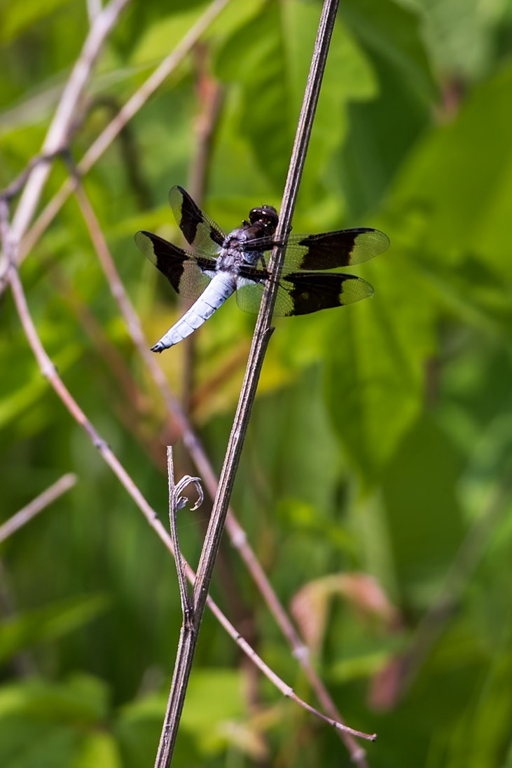 Common Whitetail, Plathemis lydia