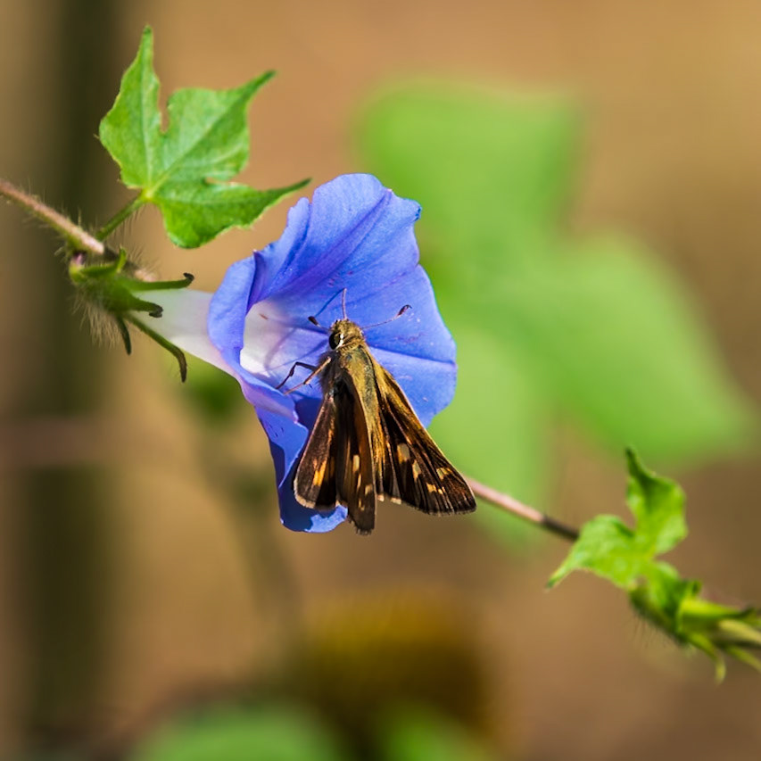 Sachem | Atalopedes campestris | 20210815