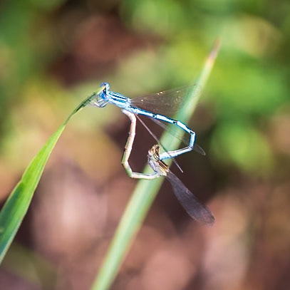 Double-striped Bluet, Enallagma basidens