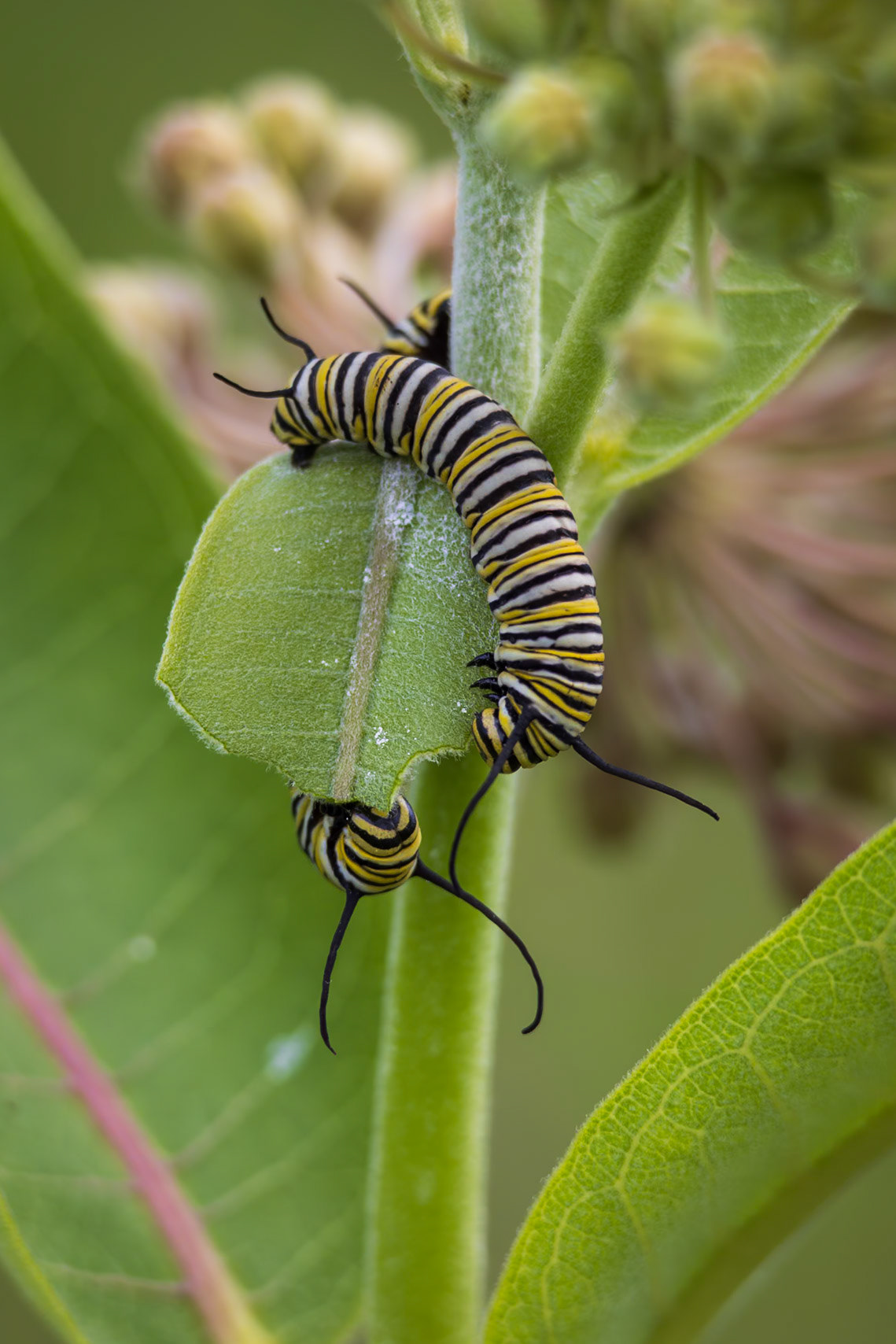 Monarch | Danaus plexippus | 20230612
