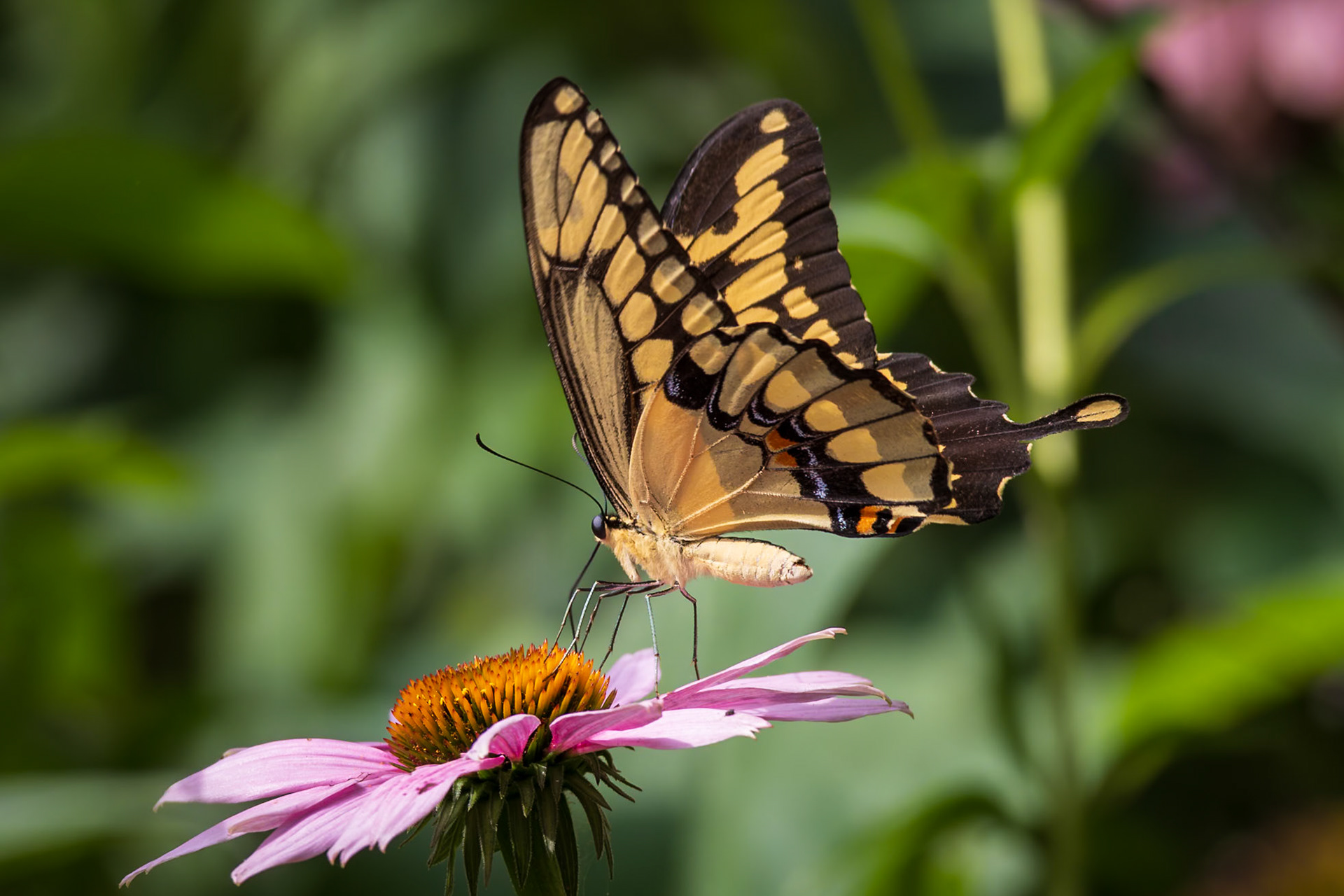Giant Swallowtail | Papilio cresphontes| 20230725