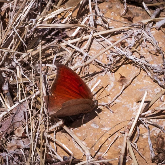 Goatweed Leafwing | Anaea andria | 20140502