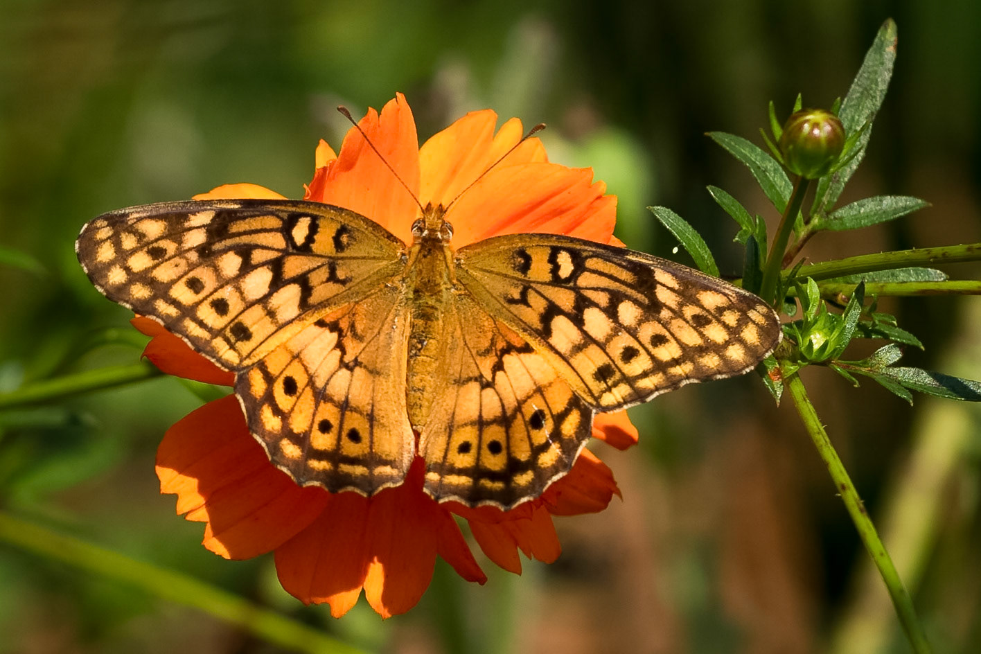 Variegated Fritillary | Euptoieta claudia | 20180821