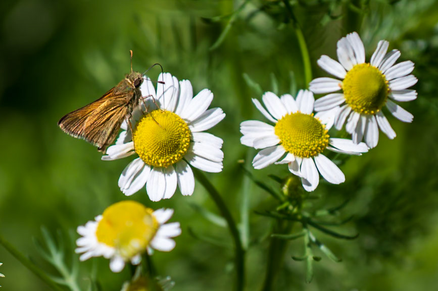 Sachem | Atalopedes campestris | 20220522