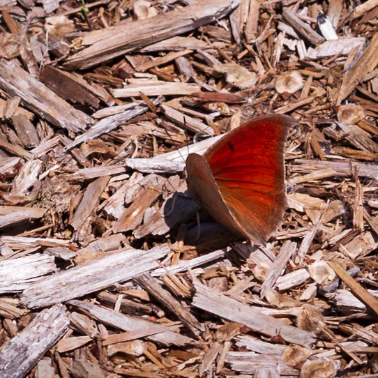 Goatweed Leafwing | Anaea andria | 20140502