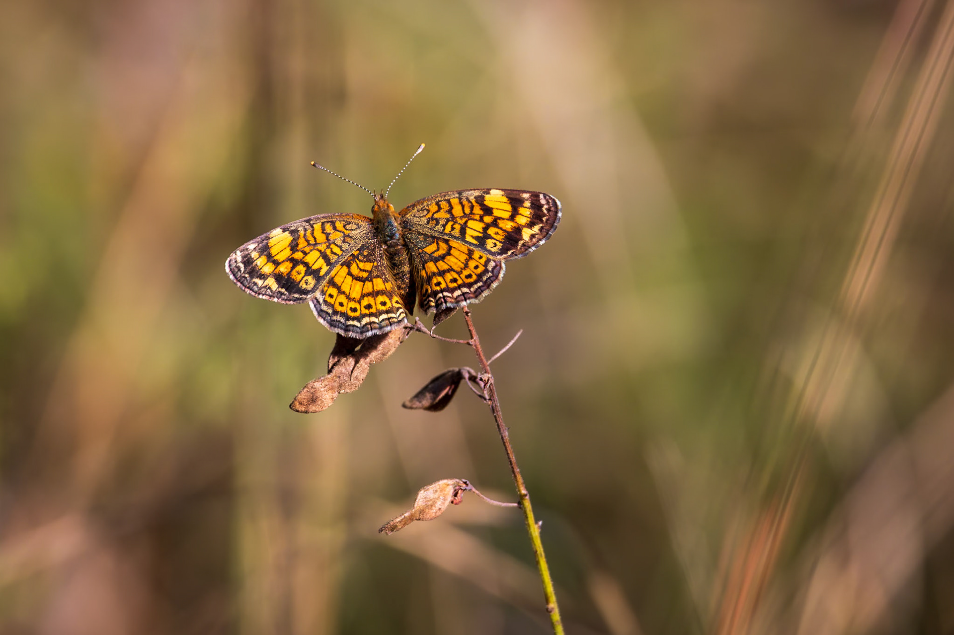Pearl Crescent | Phyciodes tharos | 20231001