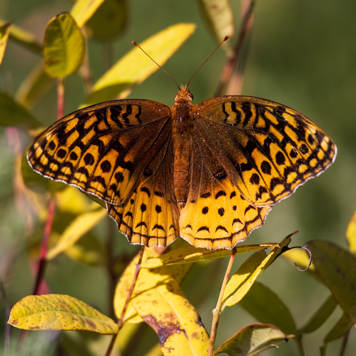 Great Spangled Fritillary | Speyeria cybele, Speyeria cybele leto | 20240904