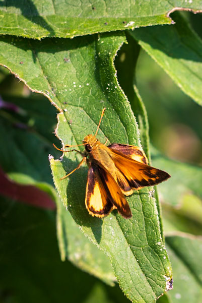 Zabulon Skipper | Poanes zabulon | 20210801