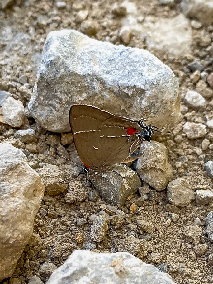 White M Hairstreak | Parrhasius m-album | 20220920