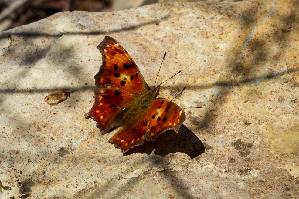 Eastern Comma | Polygonia comma | 20140502