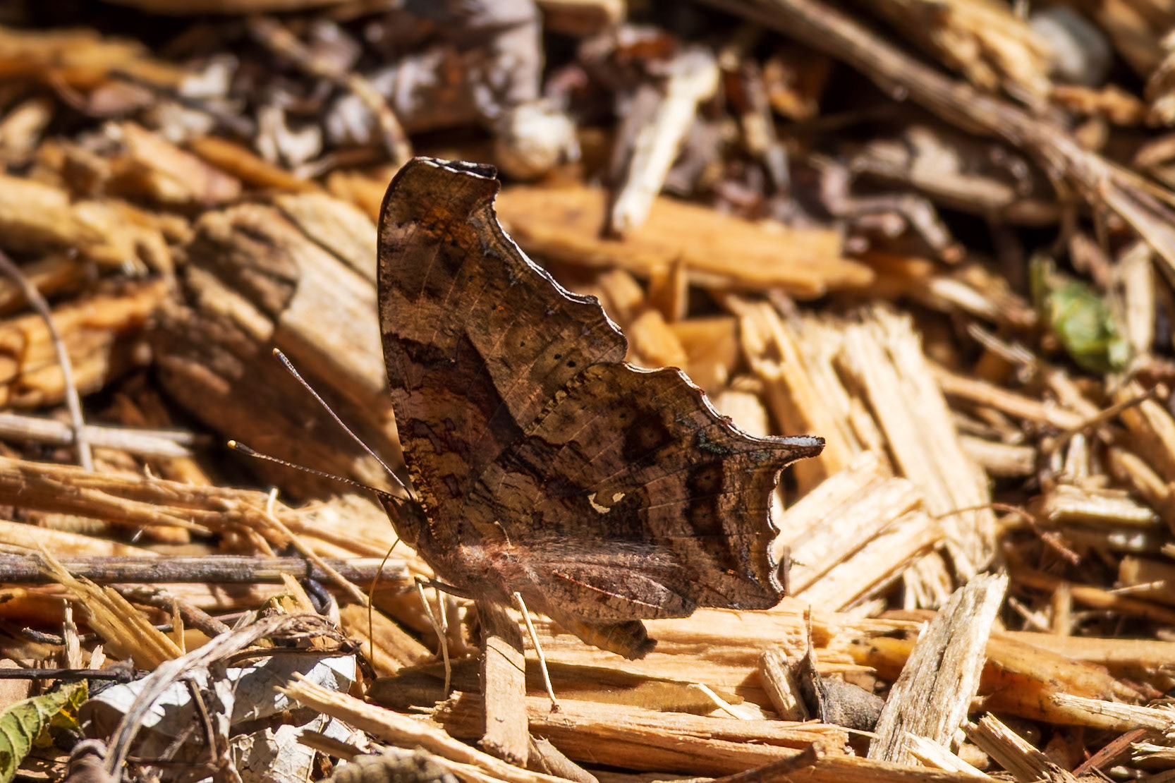 Question Mark | Polygonia interrogationis | 20240528