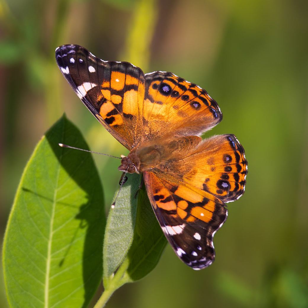 American Lady | Vanessa virginiensis | 20230606