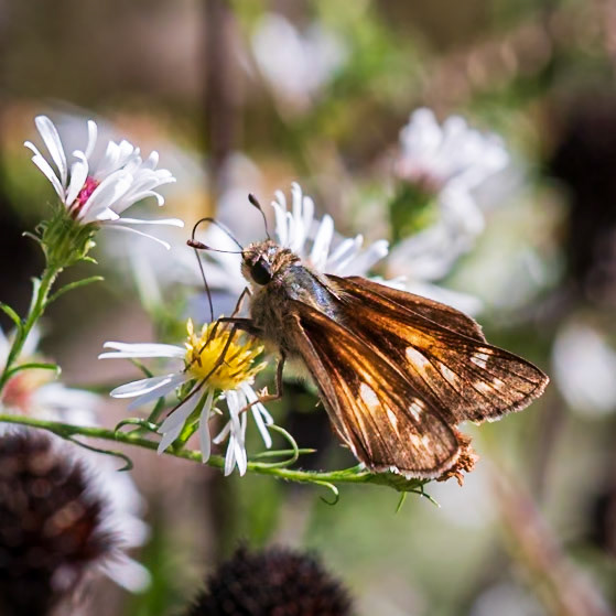 Sachem | Atalopedes campestris | 20211016