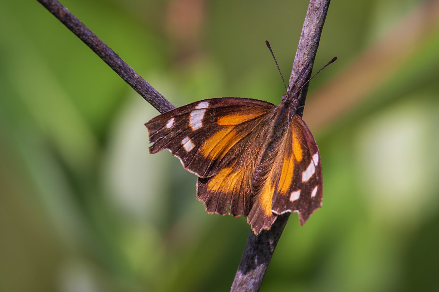 American Snout | Libytheana carinenta | 20240523