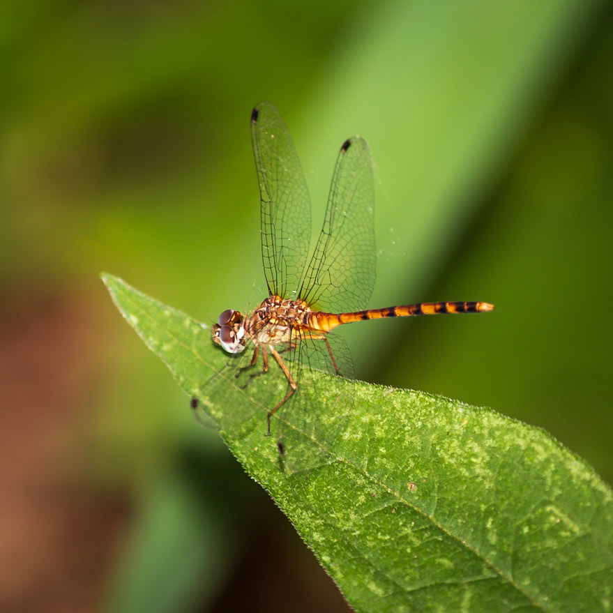 Blue-faced Meadowhawk, Sympetrum ambiguum