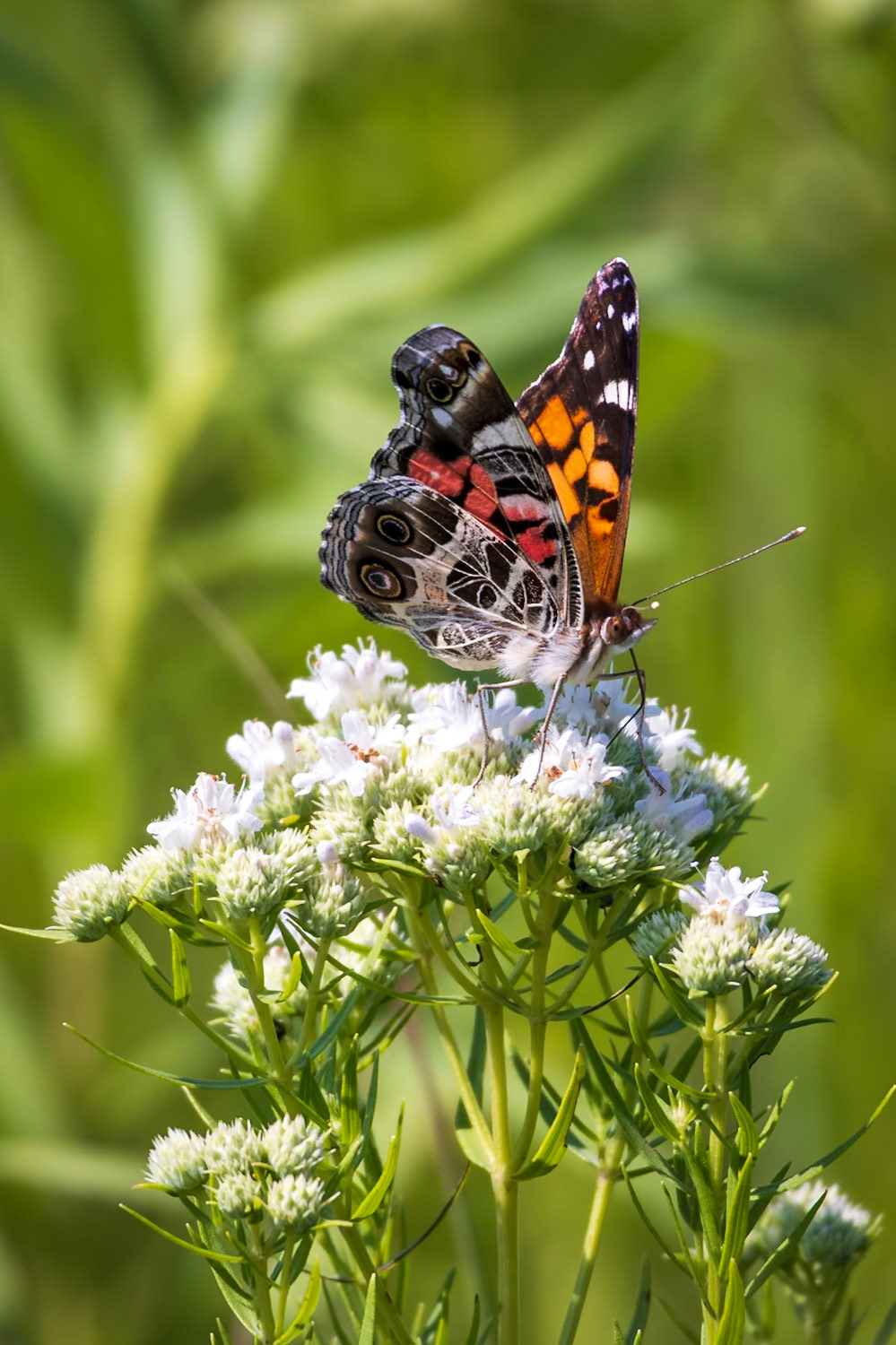 American Lady | Vanessa virginiensis | 20230626