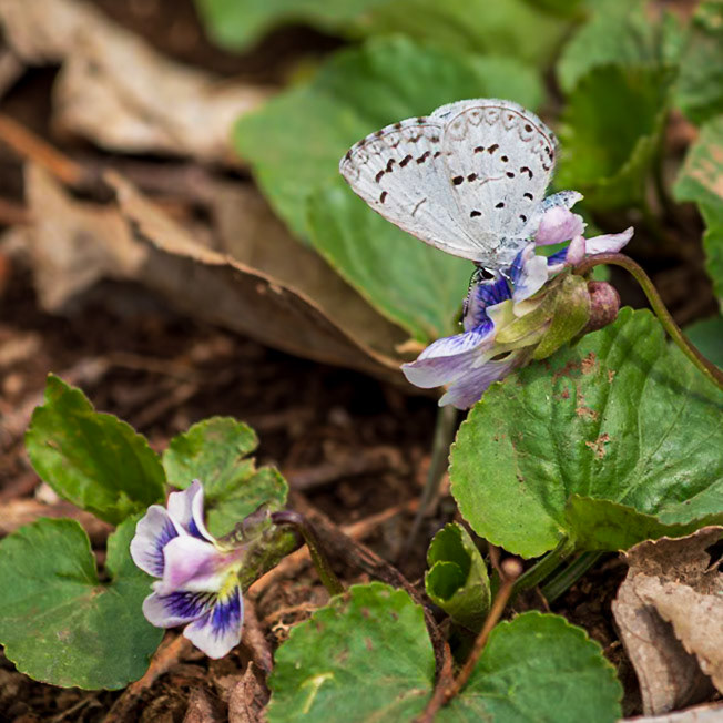 Spring Azure | Celastrina ladon | 202204010