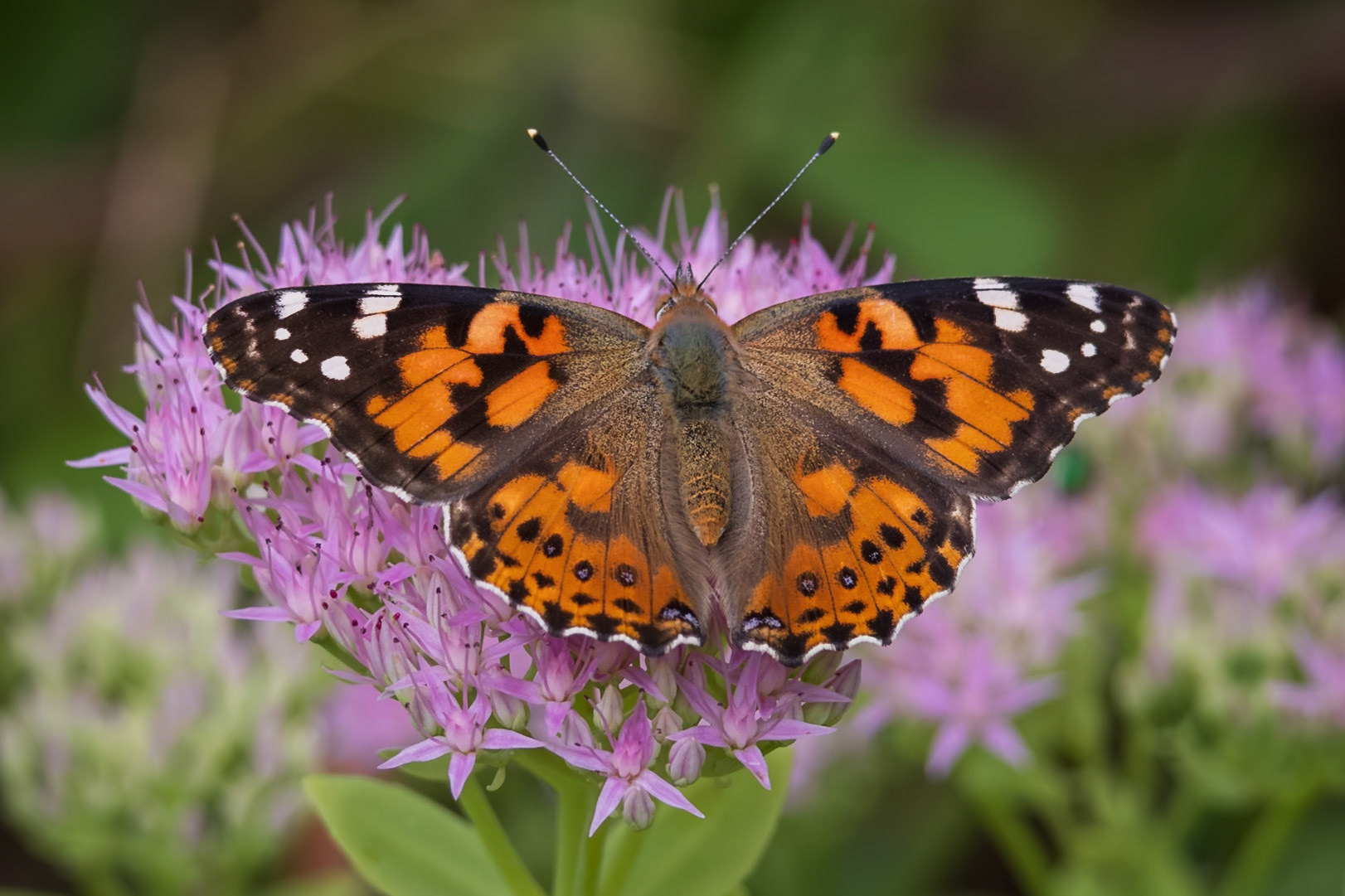 Painted Lady | Vanessa cardui | 20230921