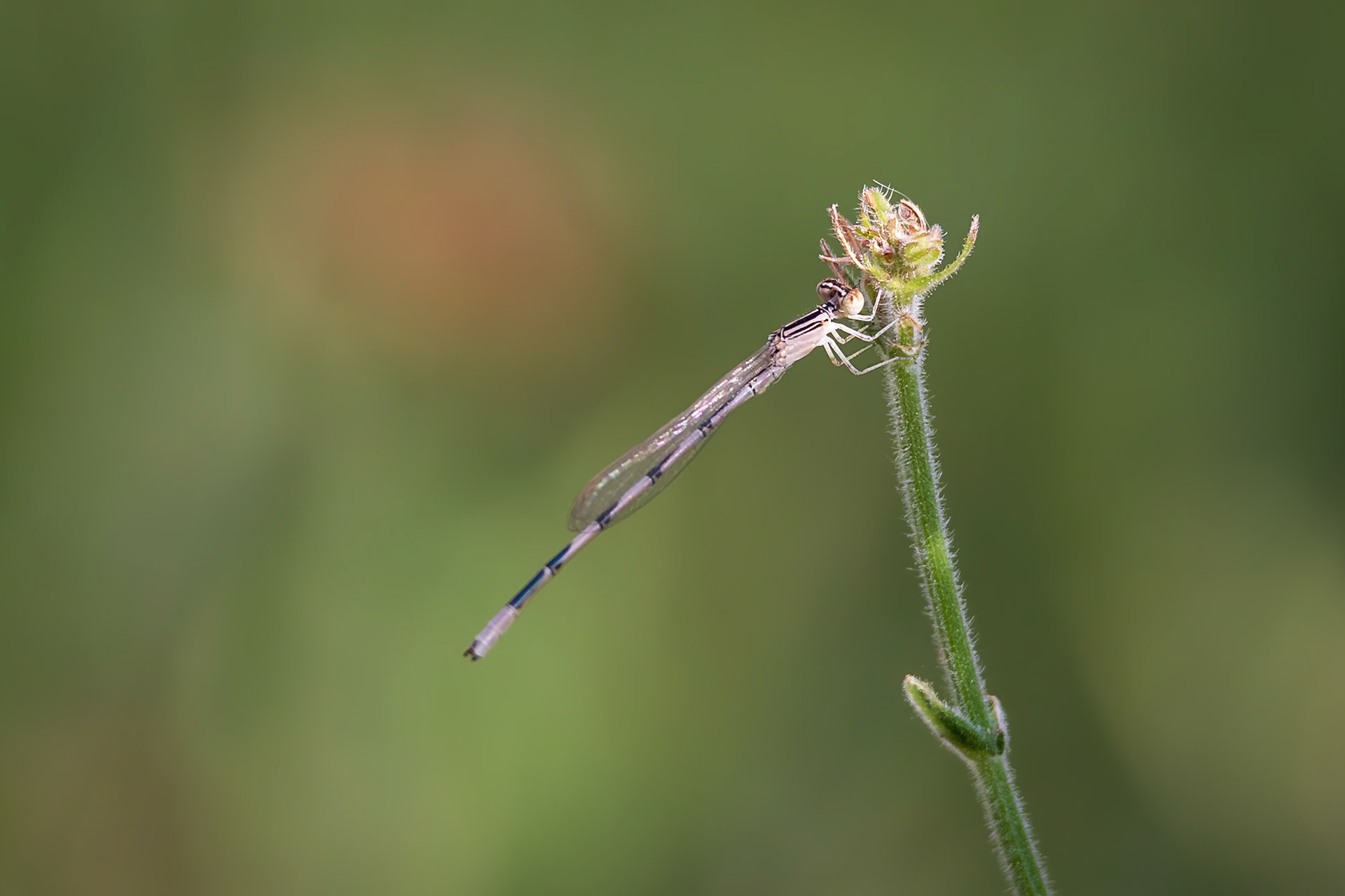 Double-striped Bluet, Enallagma basidens