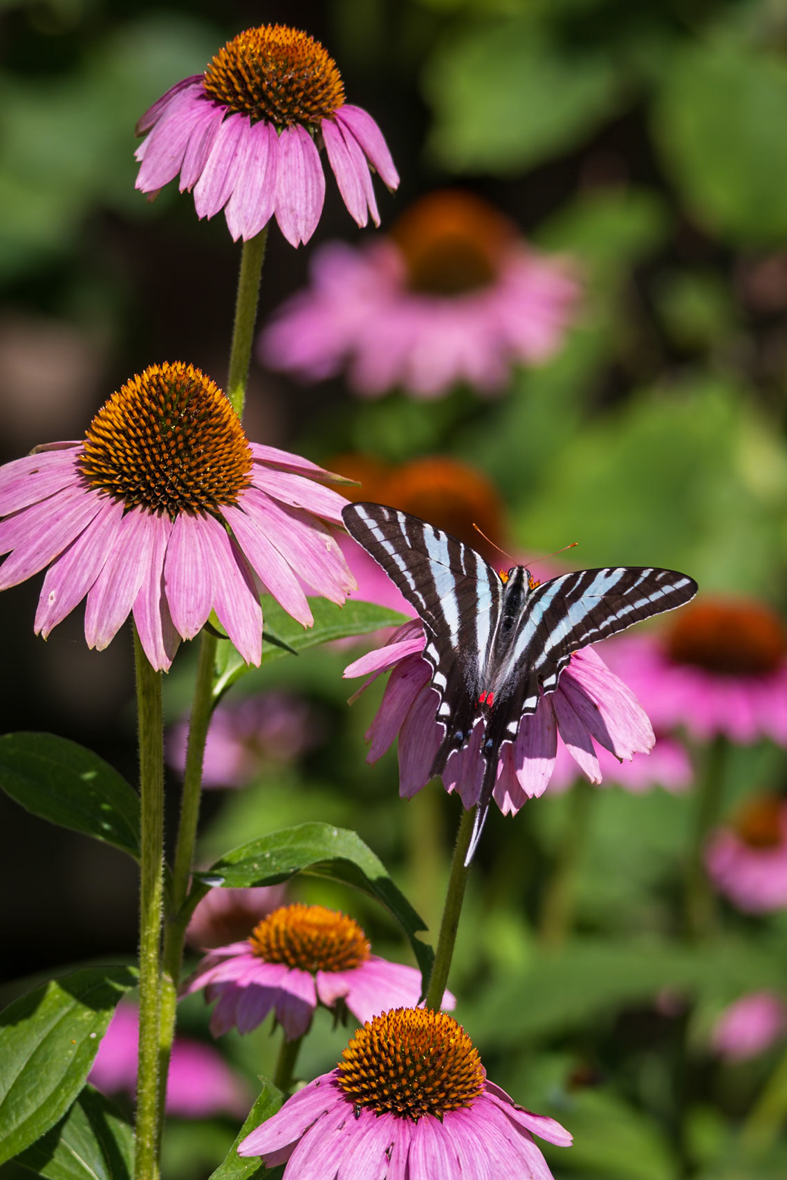 Zebra Swallowtail | Eurytides marcellus - summer form | 20230709