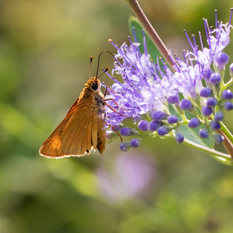 Delaware Skipper | Anatrytone logan