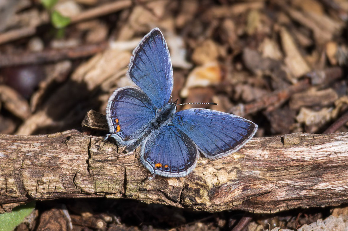 Eastern Tailed-Blue | Everes comyntas | 02240412