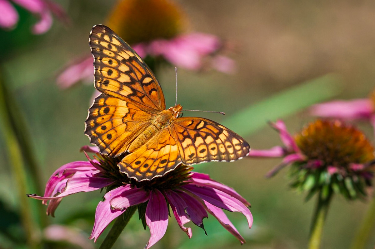 Variegated Fritillary | Euptoieta claudia | 20180724