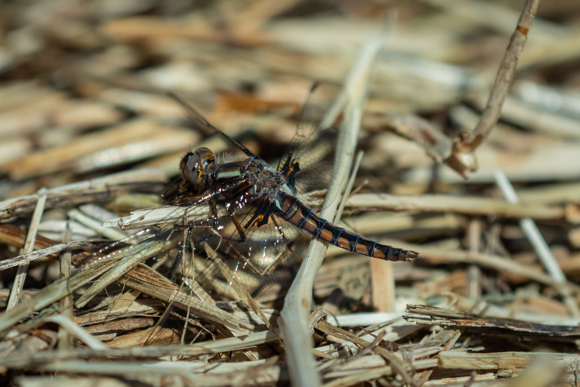 Blue Corporal, Ladona deplanata