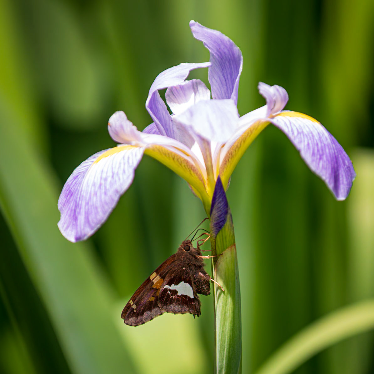 Silver-spotted Skipper | Epargyreus clarus | 20220527
