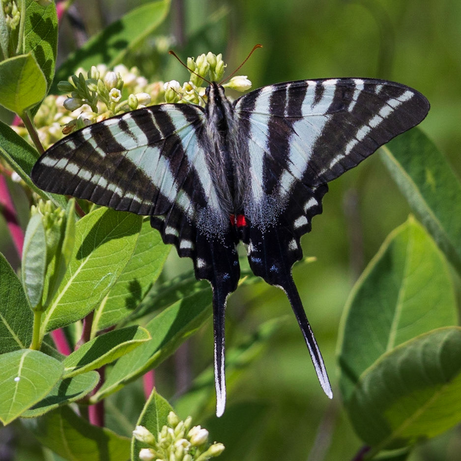 Zebra Swallowtail | Eurytides marcellus - summer form | 20230611
