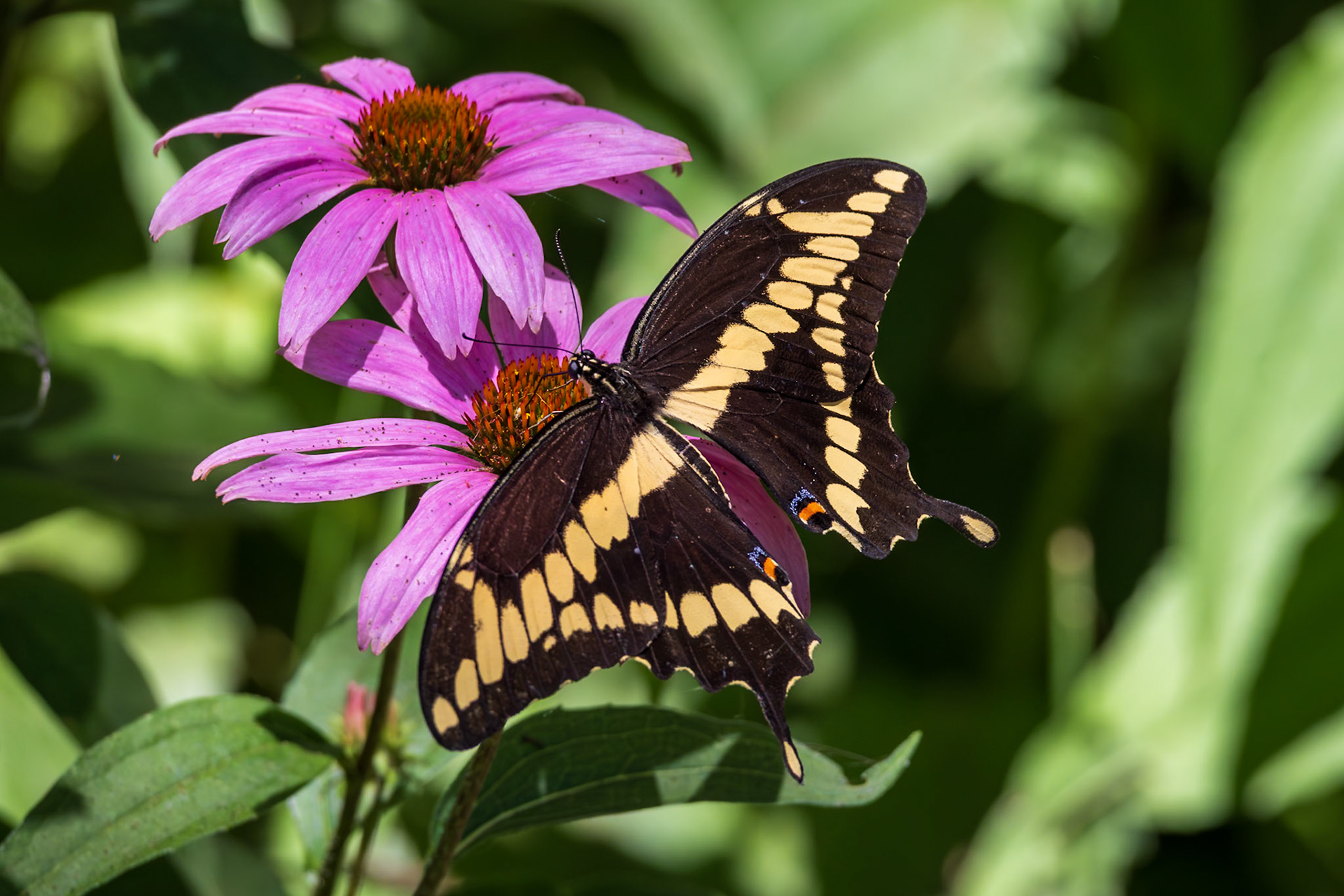 Giant Swallowtail | Papilio cresphontes | 20240623