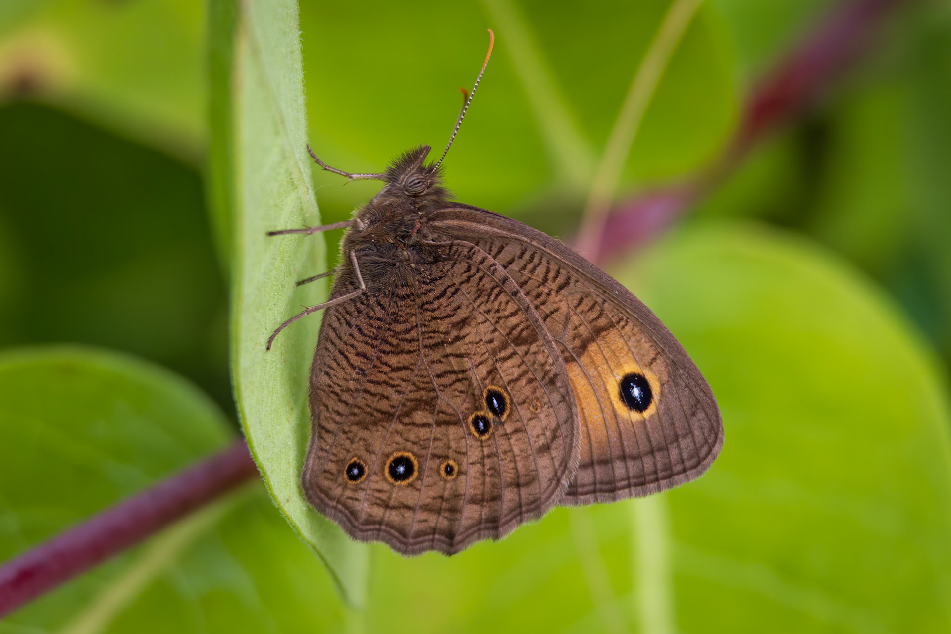 Common Wood-Nymph | Cercyonis pegala | 20230707