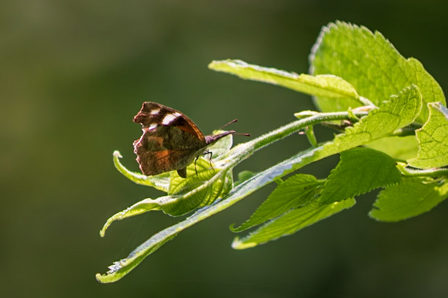 American Snout | Libytheana carinenta | 20221028
