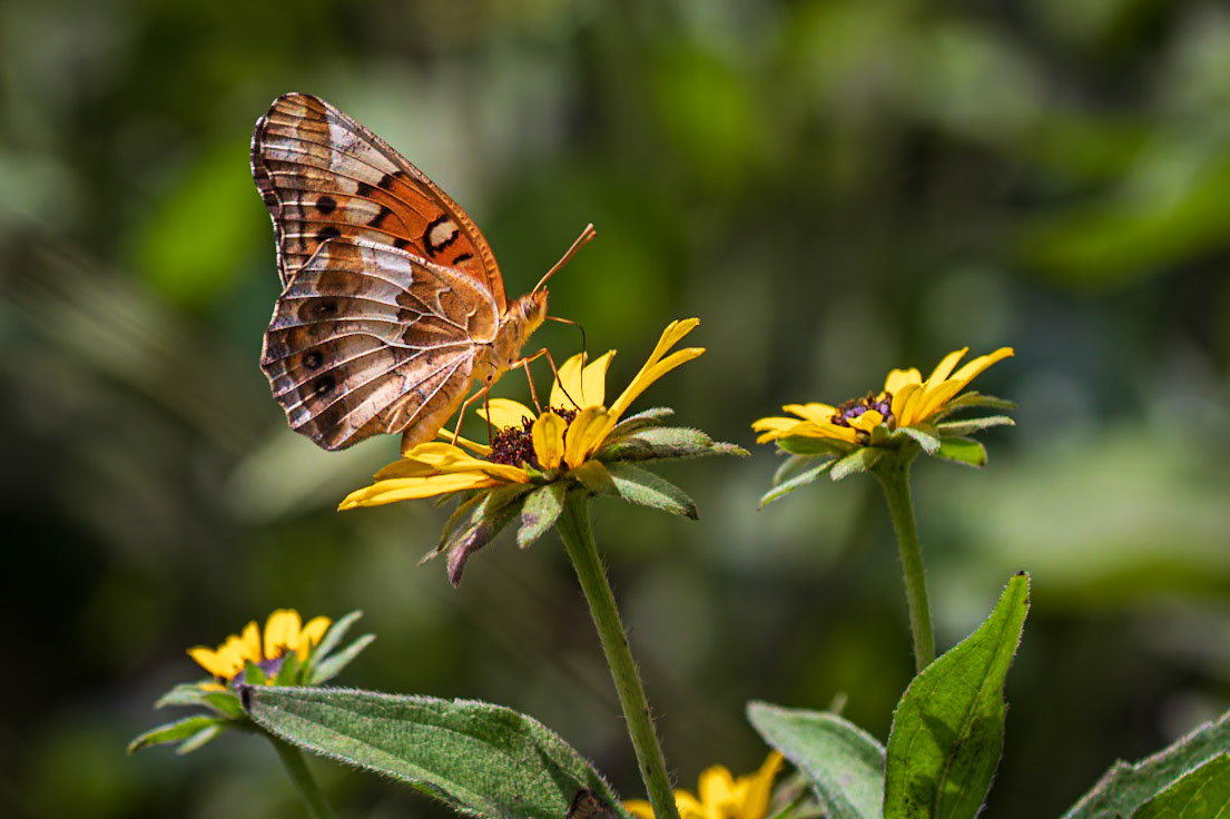Variegated Fritillary | Euptoieta claudia | 20220731