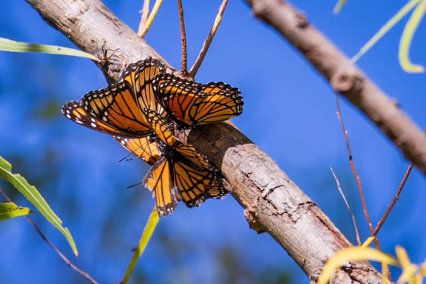 Viceroy | Limenitis archippus | 20240927 | Baker Wetlands
