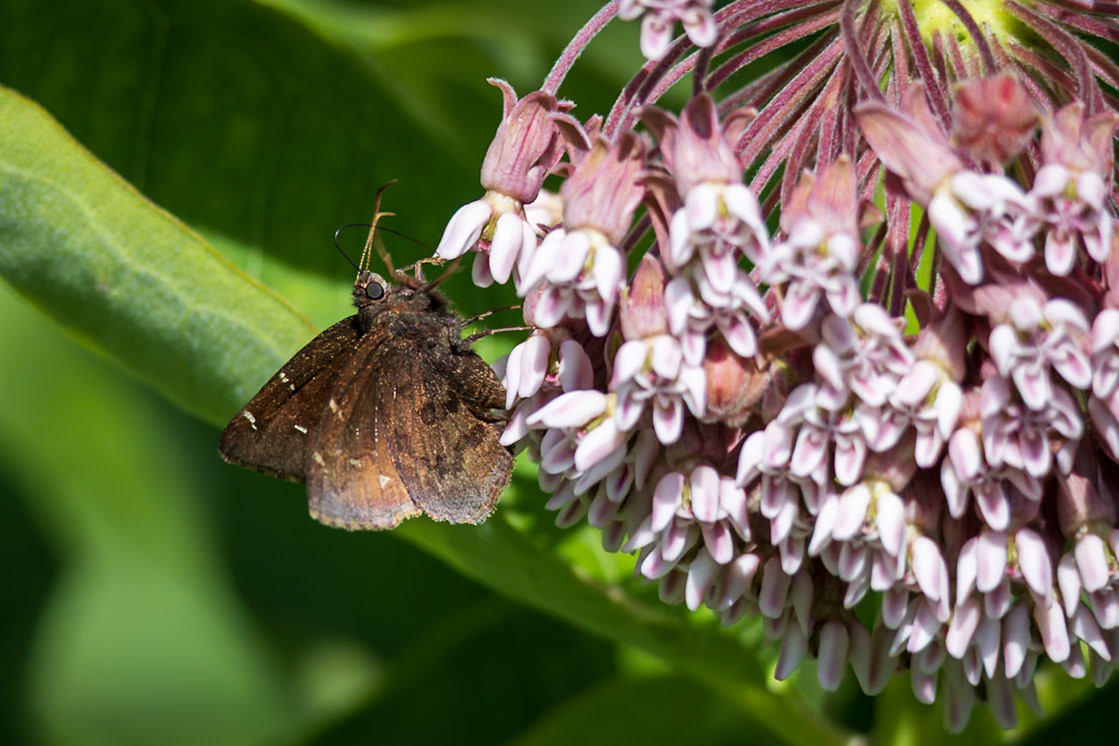 Northern Cloudywing | Thorybes pylades | 20230611