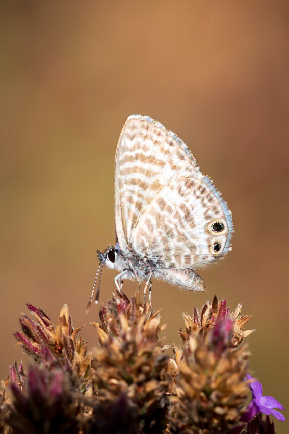 Marine Blue | Leptotes marina | 20211017